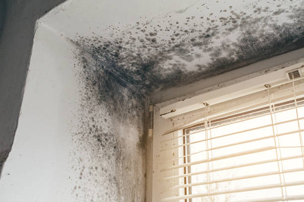 Affordable Mold Remediation solutions in Morrisville, NC